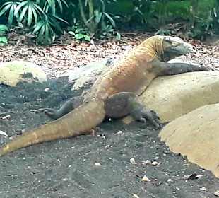 Singapur Zoo