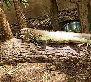 Diamante Eco Adventure Park