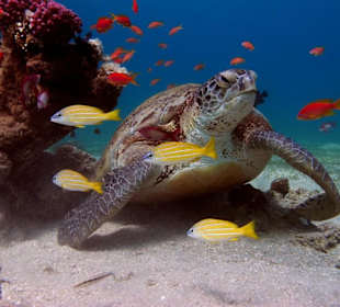 Unter Wasser kurz vor Marsa Mubarak