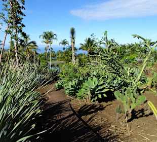 Im Kakteengarten von Mascarin