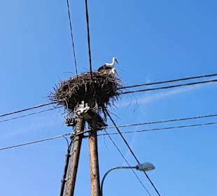 Storchennest 
