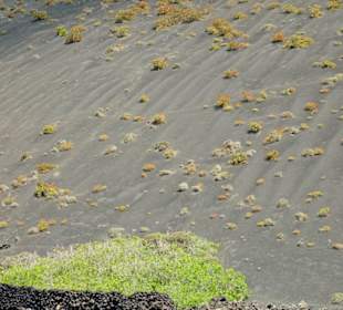 Beweis: etwas Bewuchs auf alter Lava