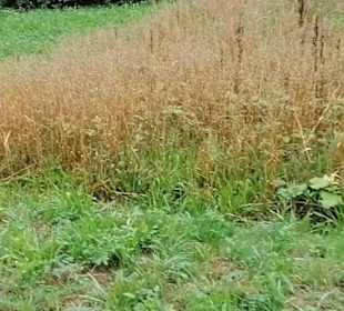 Eninger Weide