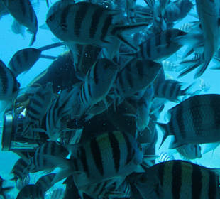 Ausflug mit Glasbodenboot