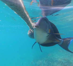 Schnorcheln Makadi Bay