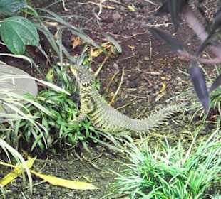 Tropenaquarium Hagenbeck