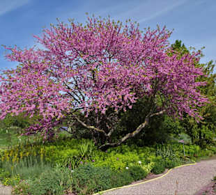 Spaziergang durch den Berggarten Hannover