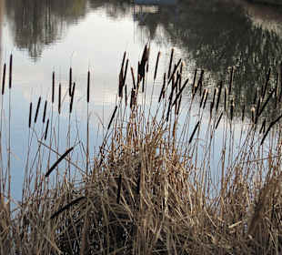 Am Kutzerweiher