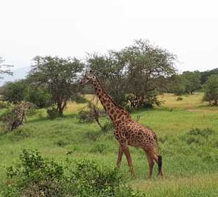 Netzgiraffe
