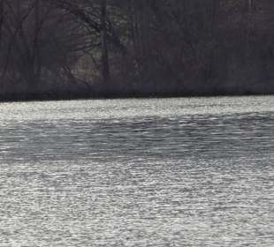 Beutwangsee Neckarhausen