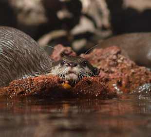 Nutria