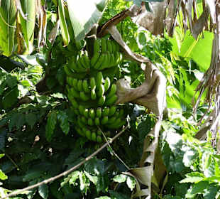 Lecker Bananen