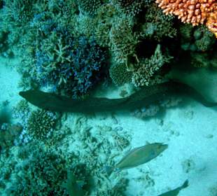 Muräne am Riff