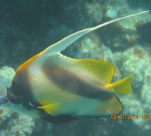 Wimpelfisch
