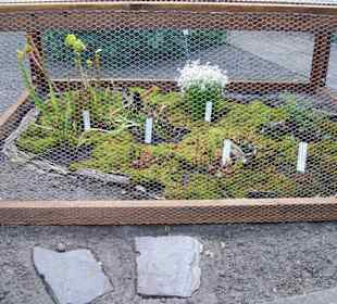 Fleischfressende Pflanzen im Freiland