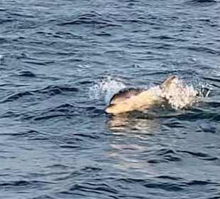 Wir haben wirklich freie Delfine gesehen 