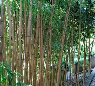 Im Bambushain von Schloss Trauttmansdorff