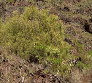 Roślinność Gór Gran Canaria
