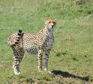 Gepard in der Masai Mara