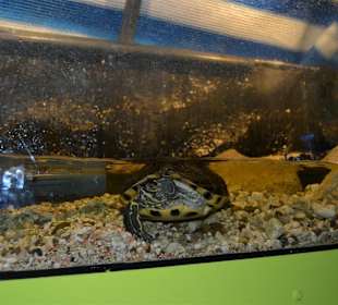 Aquarium/Terrarium Umag