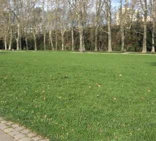 Historische Platanenallee im Unteren Schloßgarten