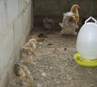 Voliere auf der Orchideenfarm