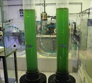 Aquaviva - Quallenzucht