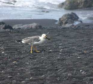 Möwe hatte einen Fisch aus dem Meer gefangen.
