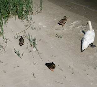 Schwan und Enten am Warnowufer
