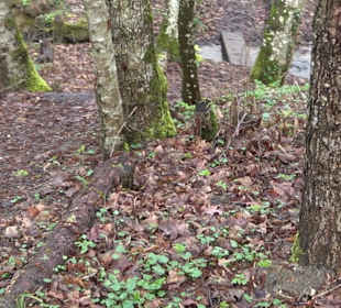 Gomaringer Rundweg - Zu den Giganten im Wald