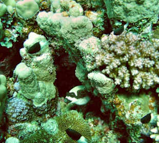 Housereef - Kugelfisch