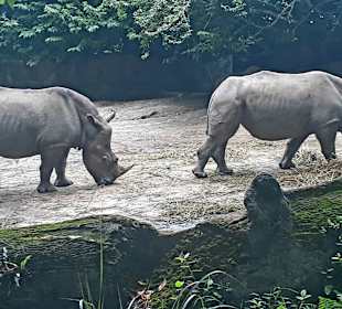 Singapur Zoo