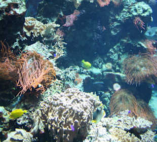 Aquarium mit Merrestieren 