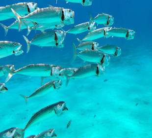 Schnorcheln Abu Dabbab