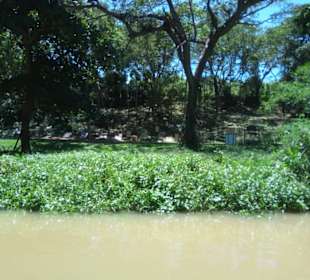 Auf dem Fluß, Natur pur