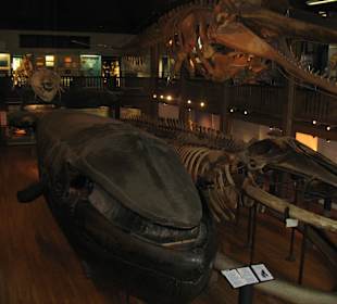 Der berühmte Malmsche Wal