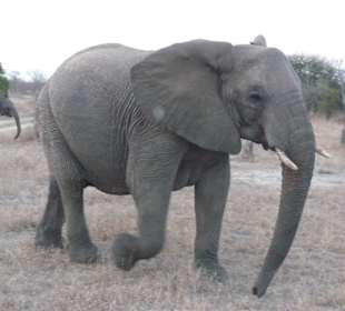 Elefant im Timbavati Game Reserve