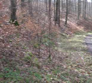 Gomaringer Rundweg - Zu den Giganten im Wald