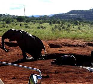 Elefanten am Wasserloch