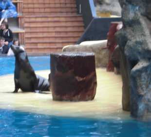 Seelöwen Show