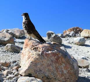 Orzel pod Fitz Royem