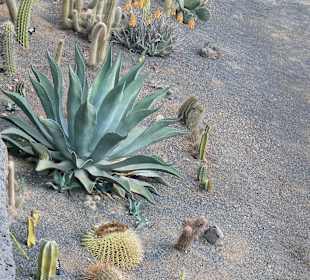 Jardin de Cactus