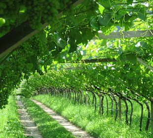 Weinberge am Ortsrand