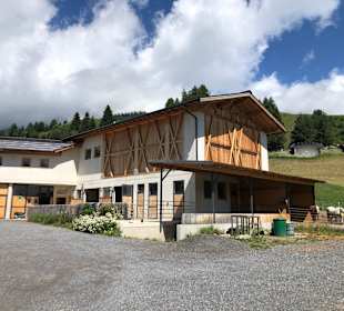 Zuchtbetrieb Stoagraue