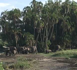 Elefanten in der Serengeti 