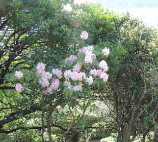 Im Botanischem Garten
