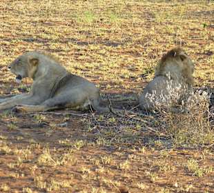 Die waren faul und satt