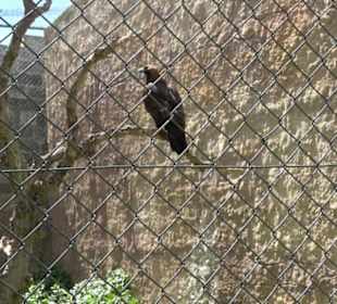 Malta Falconry Centre