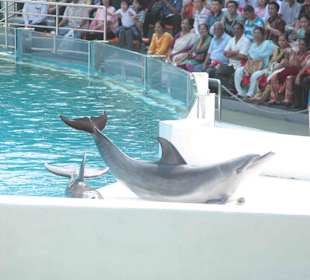 Delfin