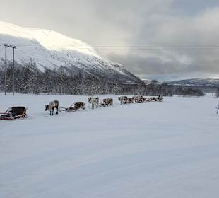 Die Rentiere warten auf die Gäste